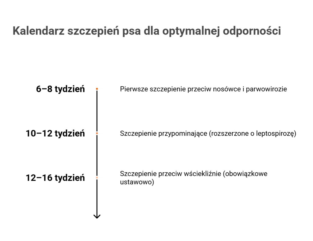 Infografika prezentująca kalendarz szczepień psa: 6-8 tydzień, 10-12 tydzień i 12-16 tydzień.