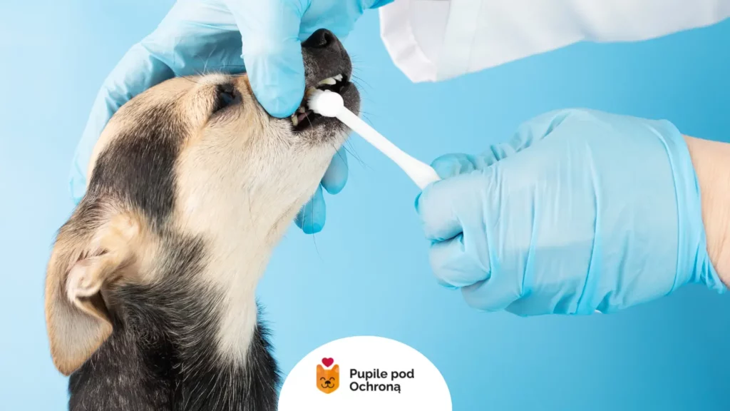 Weterynarz usuwa kamień nazębny u psa, któremu śmierdzi z pyska