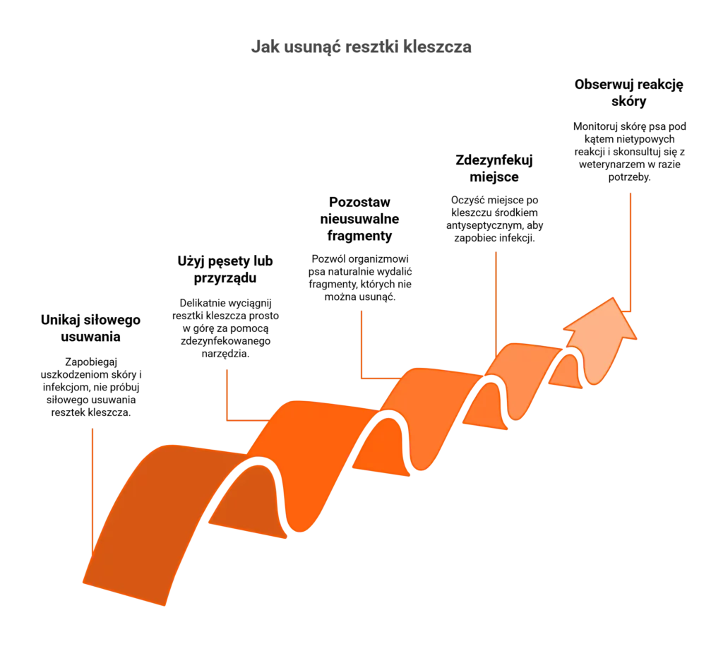 Urwany kleszcz u psa, schemat działania: chwyt, wyciąganie prosto, dezynfekcja