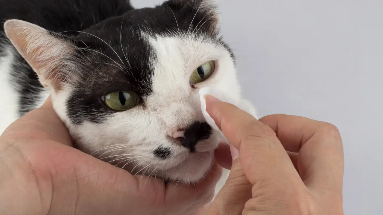 Opiekun wyciera łzawiące oko u kota bawełnianym wacikiem