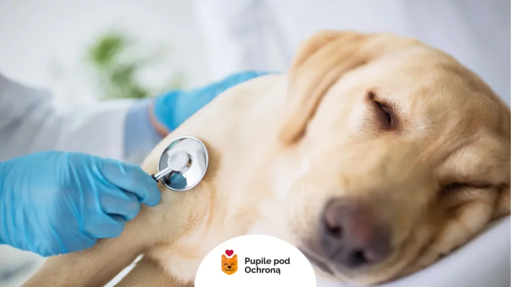 Badanie psa stetoskopem – choroby nerek a zapach z pyska psa