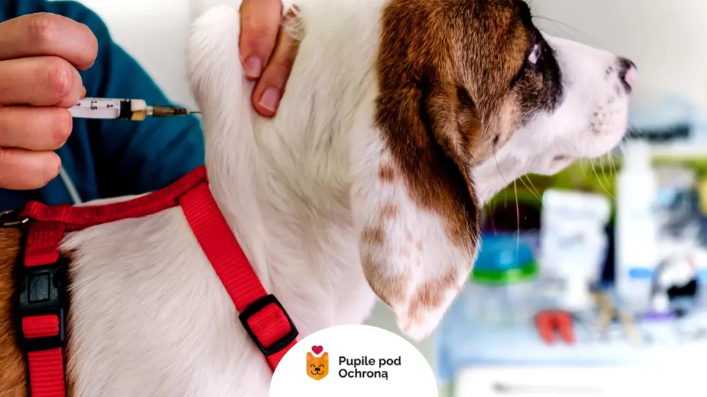 Zbliżenie na podanie zastrzyku podskórnego w kark podczas rutynowego szczepienia psa.