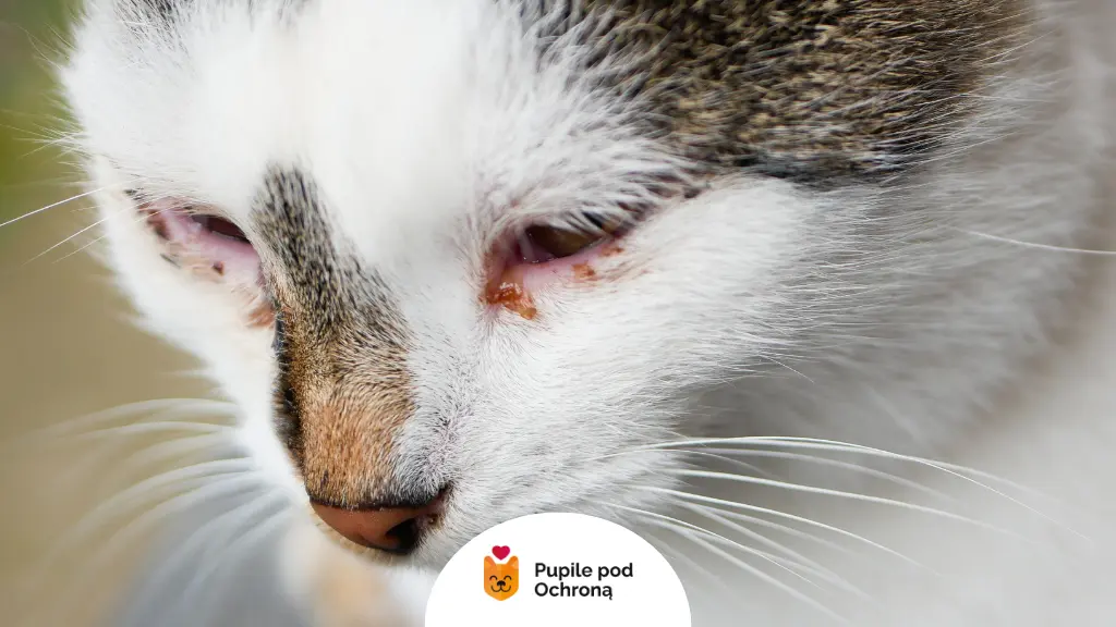 Biało-bury kot ma ropiejące oczy, co jest powodem do niepokoju i wymaga wizyty u weterynarza.