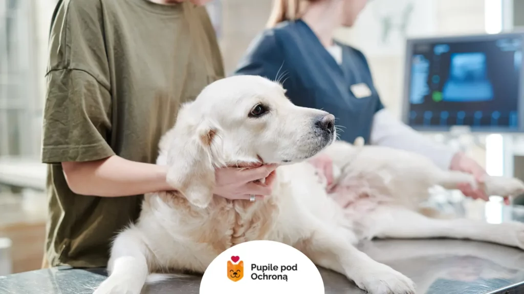 Golden retriever podczas badania weterynaryjnego wywołującego stres u psa