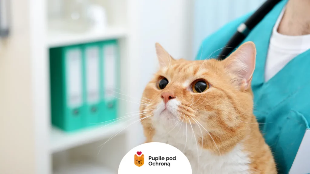 Rudy kot patrzący w górę podczas wizyty w gabinecie weterynaryjnym.Tytuł obrazu: Wizyta u weterynarza – diagnoza bólu u kota