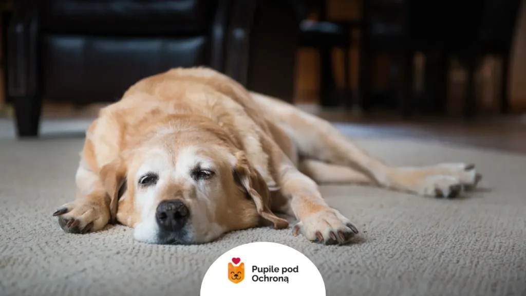 Leżący na dywanie pies odczuwający zmęczenie przez przewlekły stres u psa