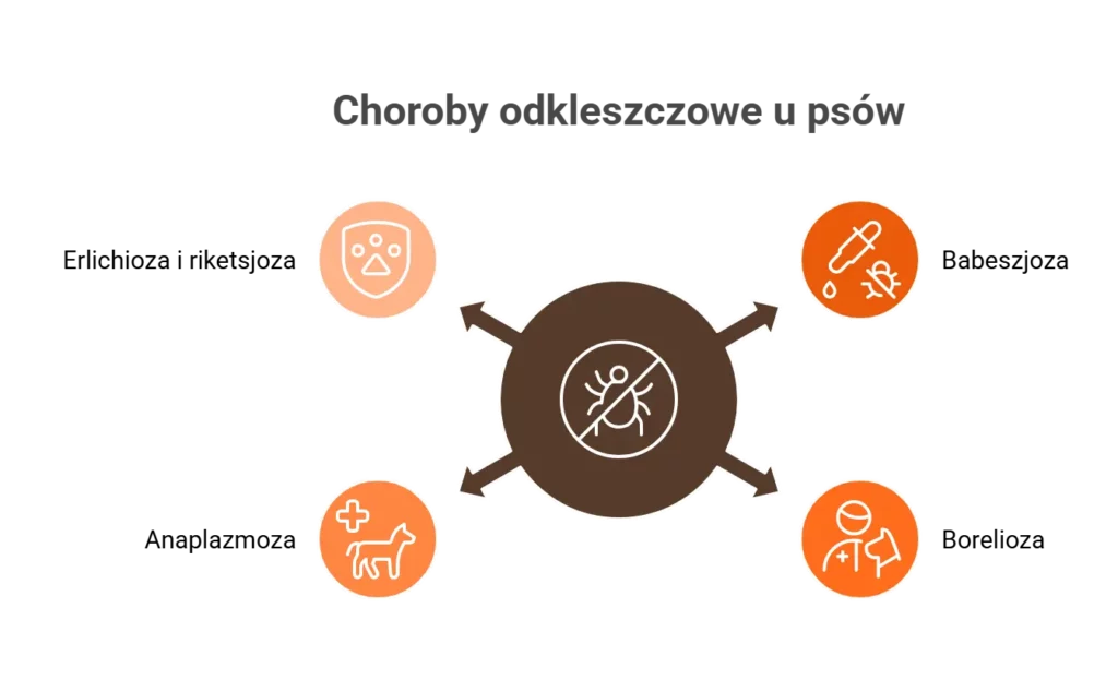 Infografika – choroby odkleszczowe u psów: babeszjoza, borelioza, anaplazmoza