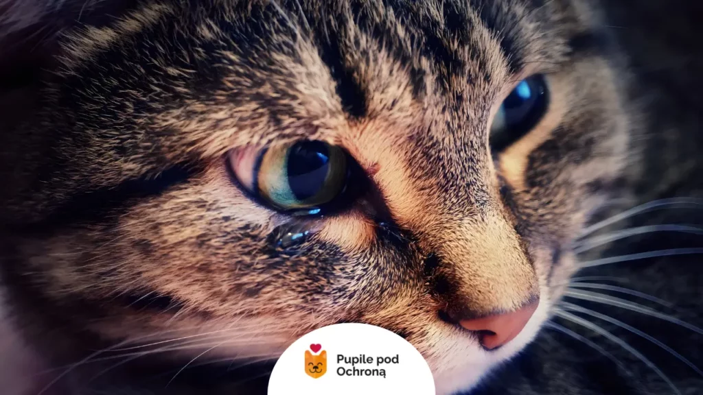 Intensywne łzawienie oka u kota może być objawem infekcji lub kociego kataru.