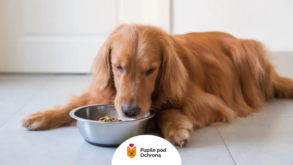 Golden retriever wącha miskę z karmą