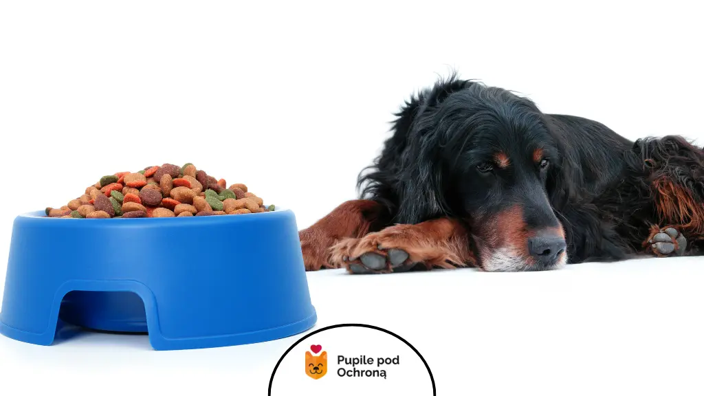Duży pies leży smutno obok pełnej miski. Długotrwały brak apetytu u psa to powód do pilnej wizyty u weterynarza.