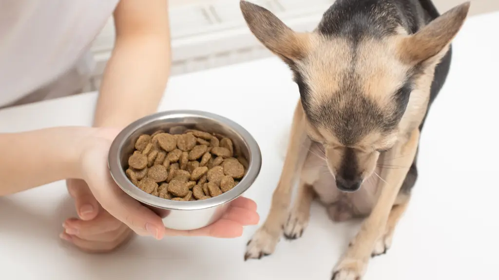Brak apetytu u psa. Czy to powód do niepokoju?