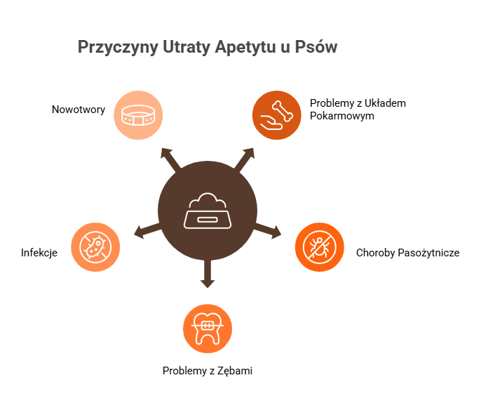 Infografika pokazująca przyczyny utraty apetytu u psów: problemy z zębami, choroby pasożytnicze, stres i błędy żywieniowe.