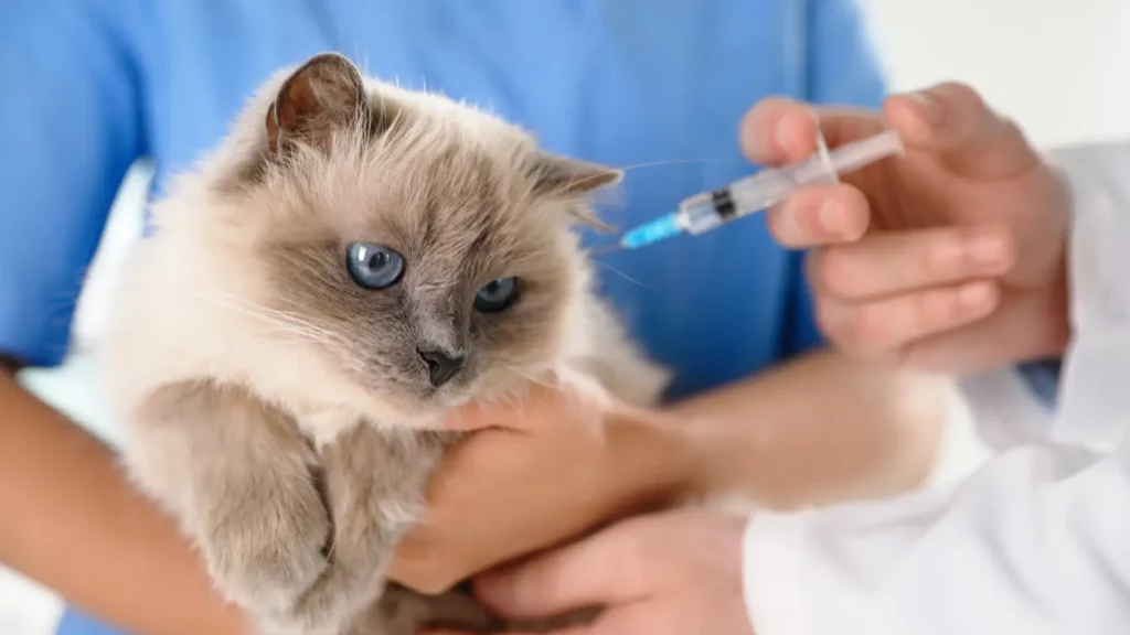 Szczepienie kota – kompletny poradnik dla opiekunów