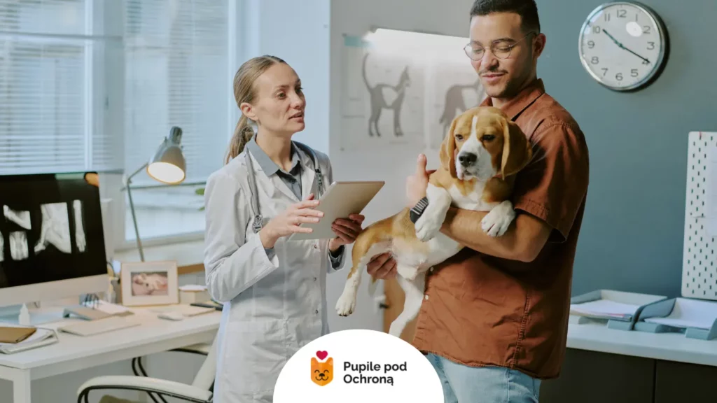 Lekarz weterynarii osłuchuje psa rasy beagle z podejrzeniem kaszlu kenelowego