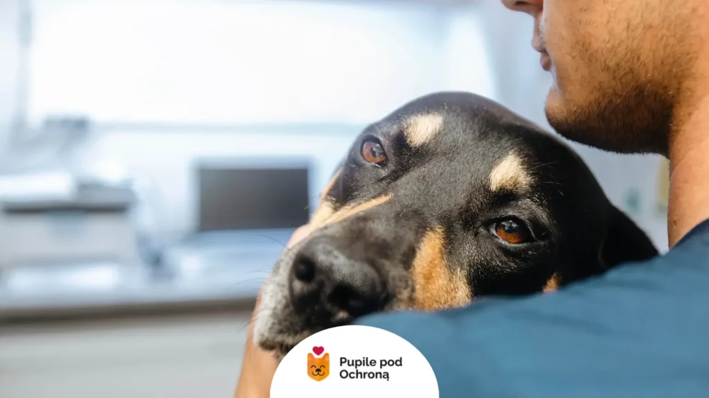 Lekarz weterynarii trzyma psa