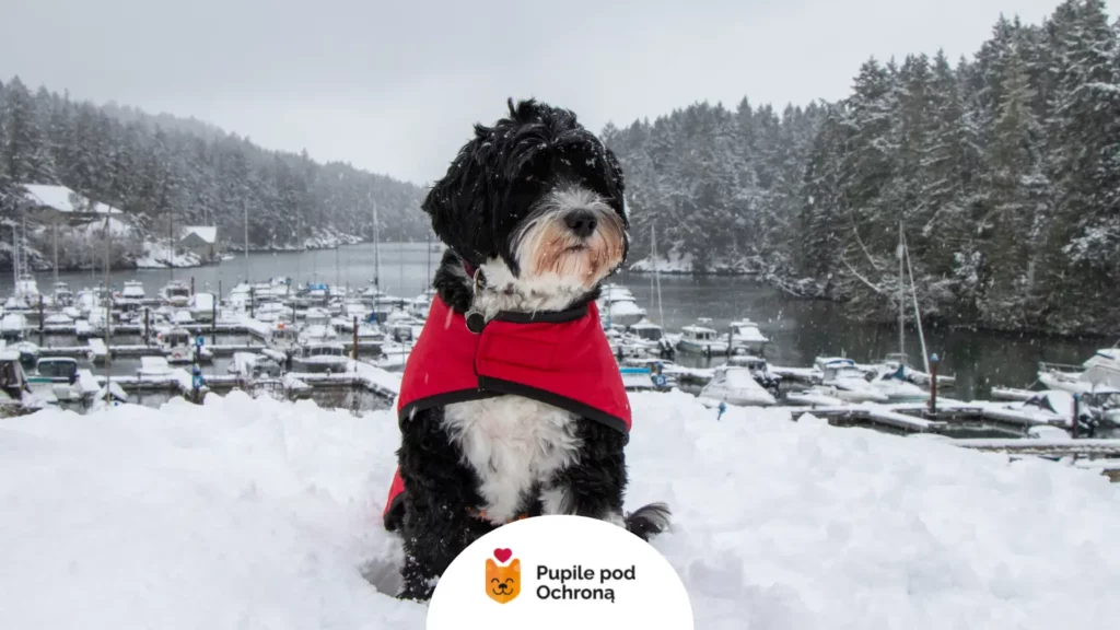 Czarno-biały pies w czerwonej kurtce na śniegu. Dowiedz się, czy zimą ubierać psa dla lepszej ochrony przed mrozem i wilgocią