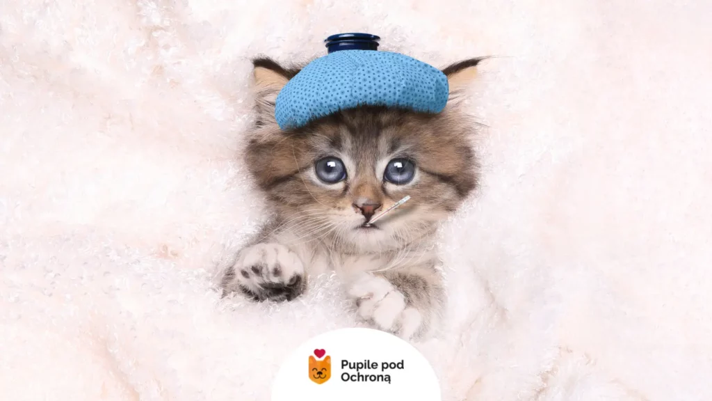 Mały kotek z niebieskim okładem na głowie i termometrem – typowe objawy przeziębienia u kota