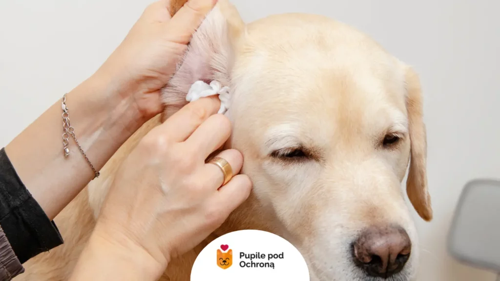Prawidłowa pielęgnacja i czyszczenie małżowiny, aby zapobiegać chorobie jaką jest zapalenie ucha u psa.
