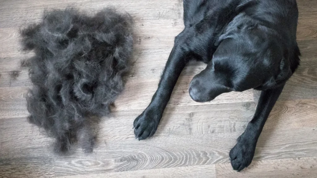 Dlaczego psu wypada sierść? Co warto wiedzieć o nadmiernym wypadaniu sierści u psa