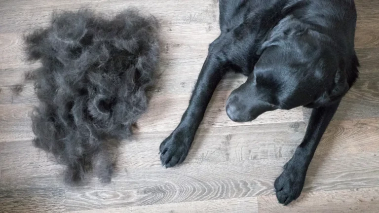Czarny pies leżący obok dużej sterty wyczesanego futra obrazujący wypadanie sierści u psa.