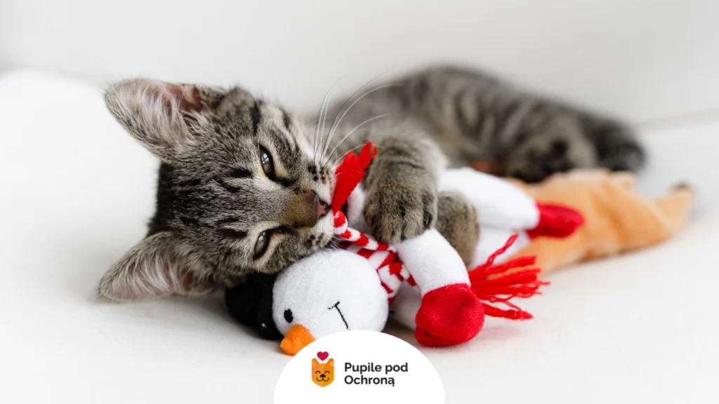 Szary pręgowany kociak gryzie pluszową zabawkę dla kota w kształcie bałwana.
