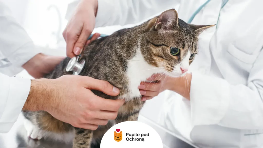 Konsultacja weterynaryjna a leczenie przeziębienia u kota.