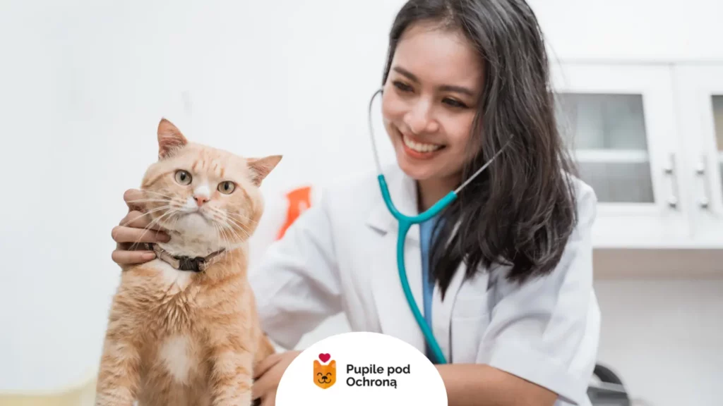 Lekarz weterynarii osłuchuje kota z podejrzeniem zakłaczenia przewodu pokarmowego