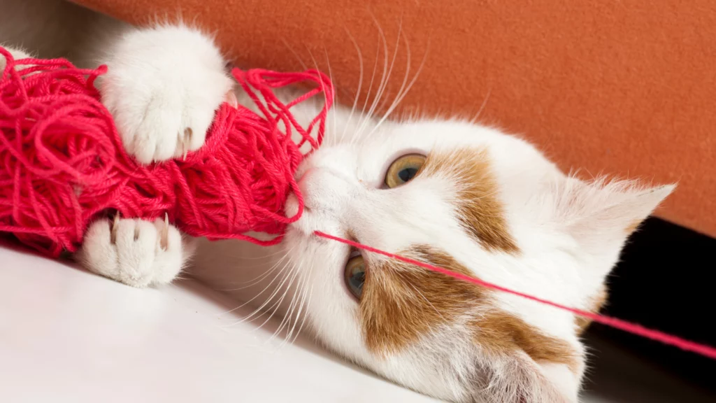 Zabawki dla kota – jakie wybrać?
