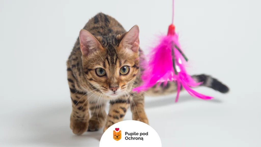 Kot bengalski poluje na różową wędkę dla kota z piórkami.