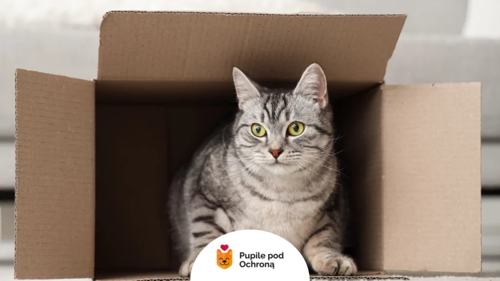 Szary kot siedzi w brązowym kartonie, który służy jako zabawka dla kota DIY.