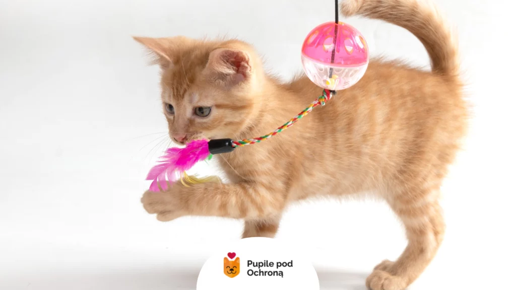 Rudy kociak bawi się kolorową wędką dla kota z piórkiem i dzwoneczkiem.