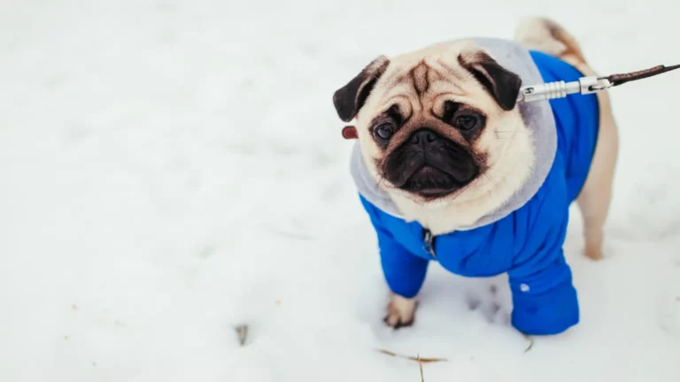 Mops w niebieskiej kurtce na śniegu. Dowiedz się, czy zimą ubierać psa o krótkiej sierści