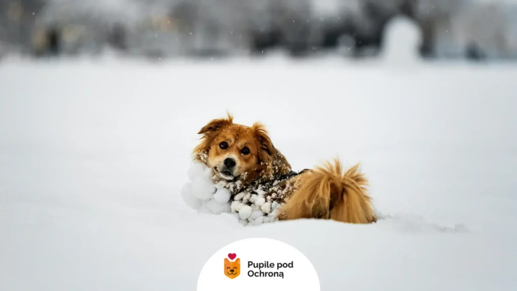 Pies z kulami śniegu na futrze podczas spaceru. Sprawdź, czy zimą ubierać psa, aby chronić go przed wilgocią