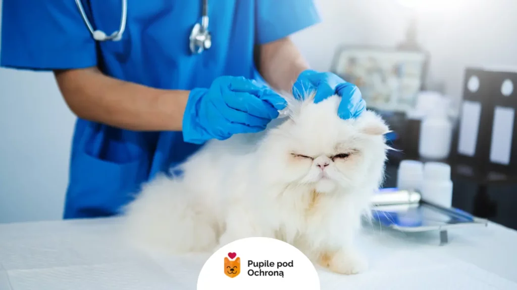 Weterynarz aplikujący lek białemu kotu – skuteczne leczenie przeziębienia u kota.