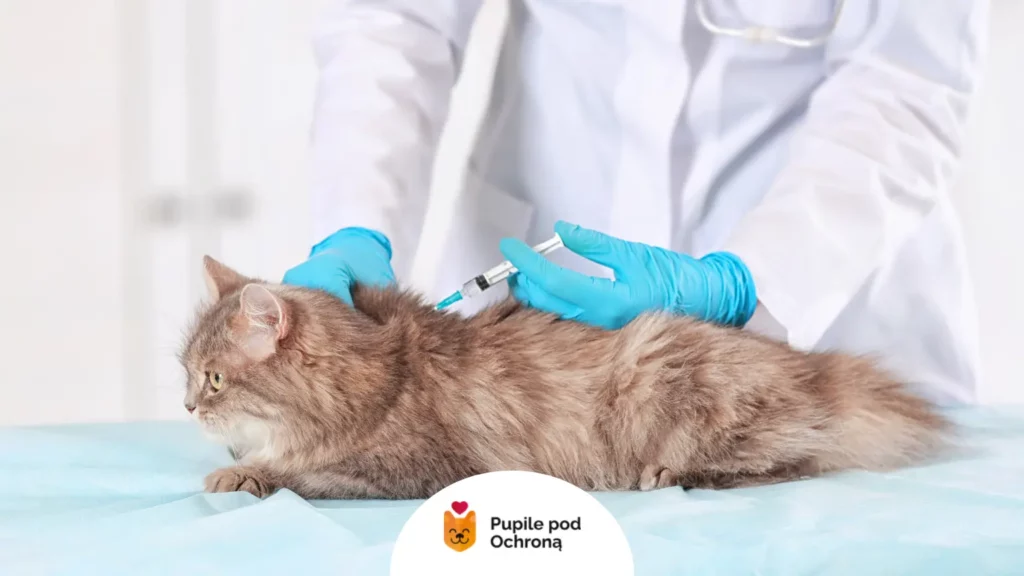 Lekarz weterynarii wykonujący szczepienie kota długowłosego w okolicy karku.