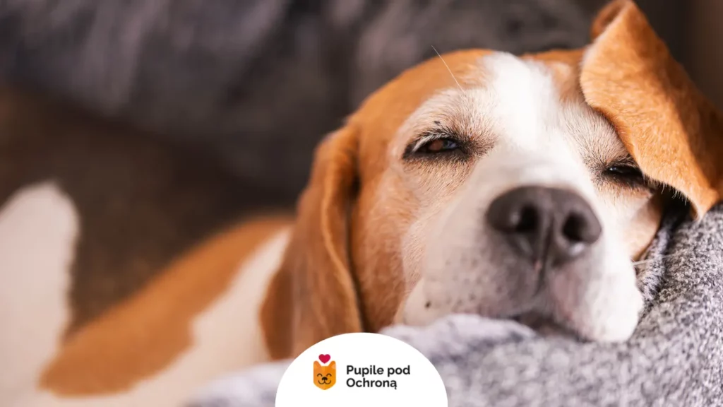 Smutny pies rasy beagle z klapniętymi uszami, szczególnie narażony na zapalenie ucha u psa.