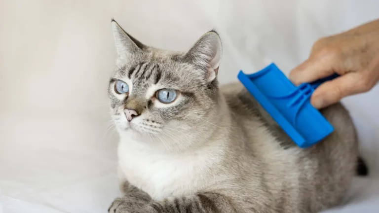 Odkłaczanie kota za pomocą niebieskiej szczotki – pielęgnacja jasnej sierści