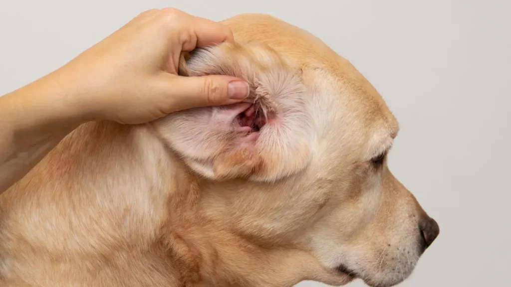 Dlaczego zapalenie ucha u psa to poważny problem?