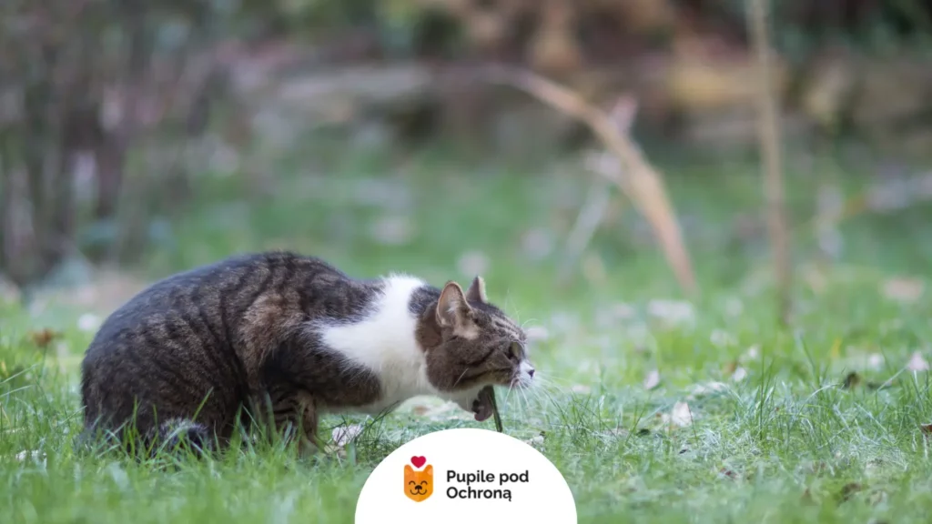 Kot z objawami zakłaczenia na zewnątrz próbujący zwymiotować kulę włosową