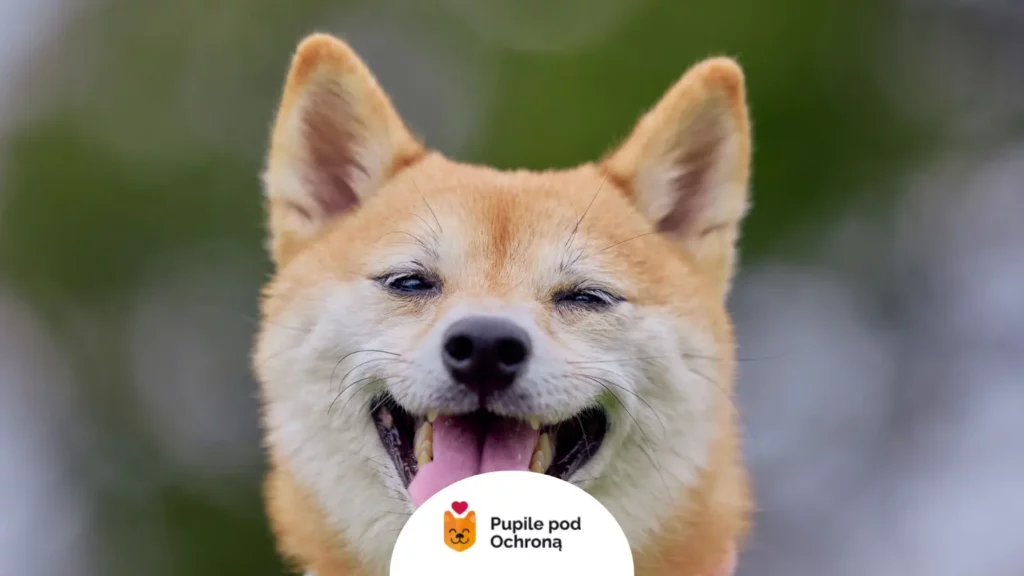 Portret uśmiechniętego psa z gęstą i lśniącą sierścią bez oznak chorobowego wypadania.