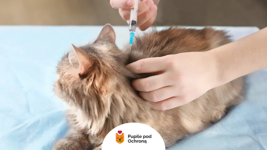 Kot w trakcie szczepienia