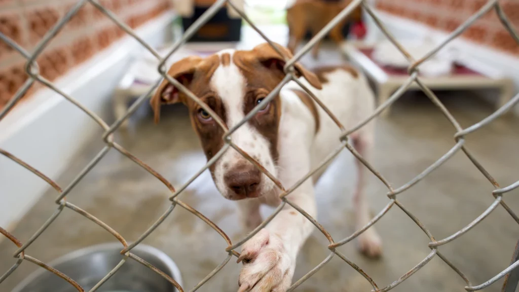 Adopcja psa ze&nbsp;schroniska – jak się przygotować?