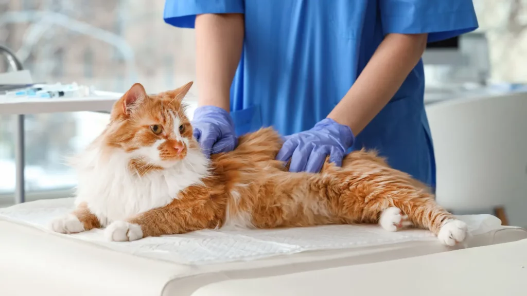 Badanie weterynaryjne i diagnostyka pod kątem cytaukszoonozy u kota.