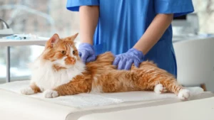 Badanie weterynaryjne i diagnostyka pod kątem cytaukszoonozy u kota.