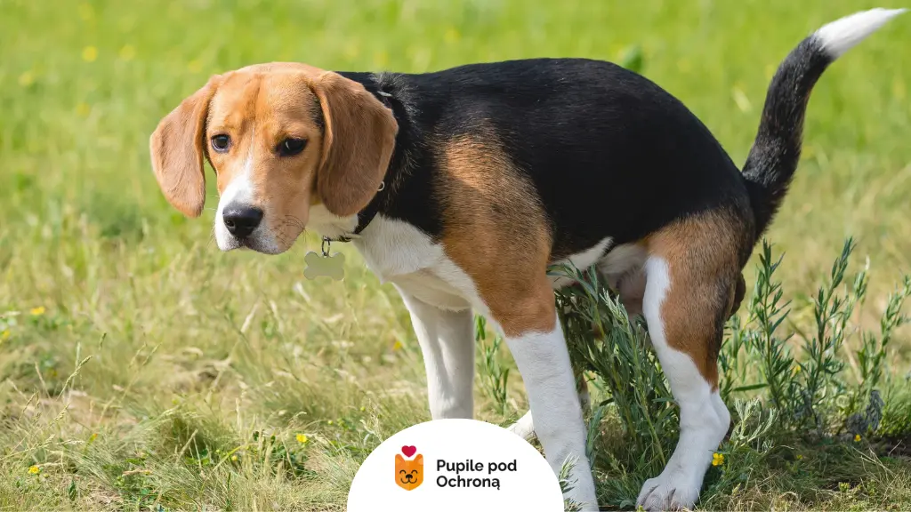 Pies wypróżniający się – możliwe objawy pasożytów