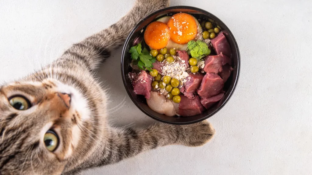 Kot patrzy na miskę pełną mięsa i warzyw. Psia karma dla kota nie zaspokoi jego potrzeb na białko.