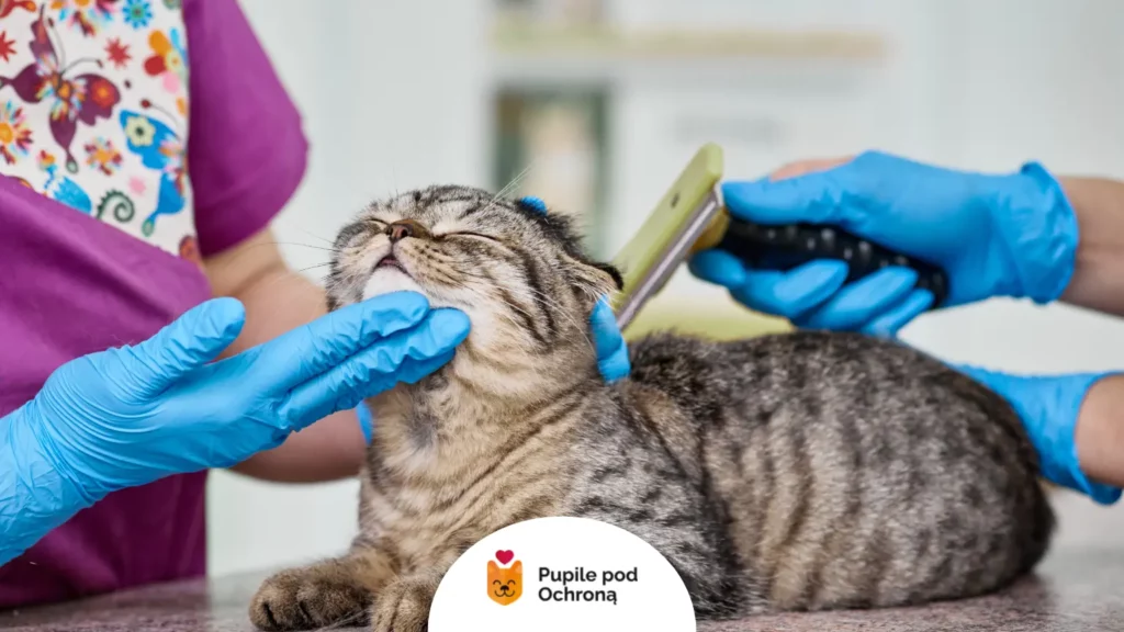 Badanie lekarskie i przeglądanie sierści w celu zapobiegania anaplazmozie u kota