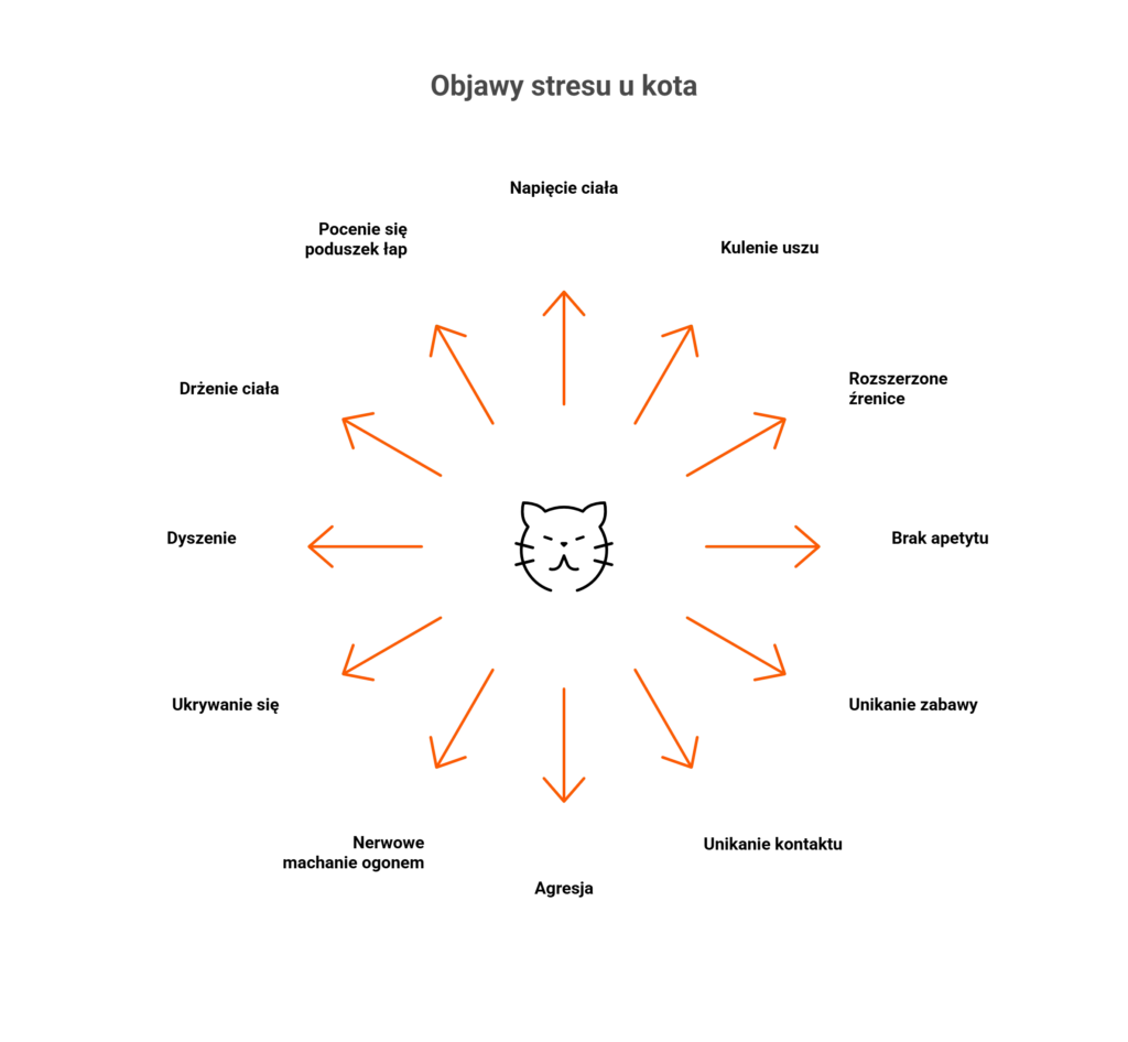 Diagram przedstawiający objawy stresu u kota, takie jak napięcie ciała, kulenie uszu, drżenie i brak apetytu.