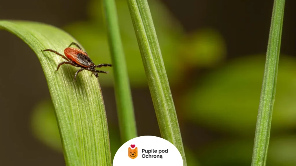 Kleszcz pospolity w trawie, który może wywołać anaplazmozę u kota.