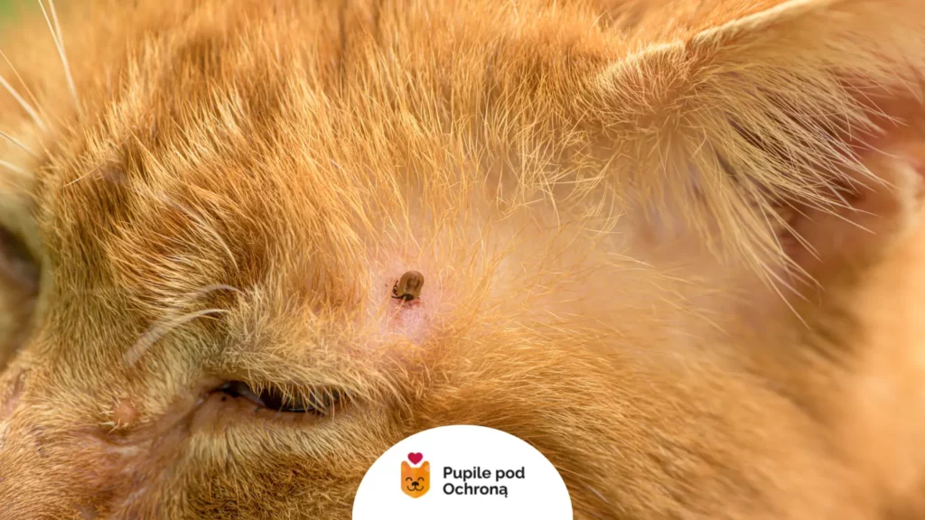 Kleszcz żerujący na skórze – niebezpieczny wektor, przez który przenoszona jest cytaukszoonoza